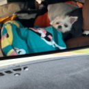 자미애견 이미지