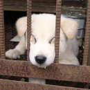 웃는 강아지 이미지