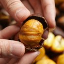 군밤이네 이미지