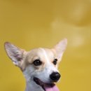 몽쉘몽봉 이미지