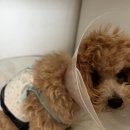 영대연합동물병원 | 또리의 중성화수술 1주일 경과/용인보라동물병원/한국중성화수술센터