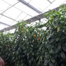 변종호 농장 이미지