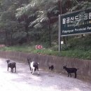 아기염소 이미지