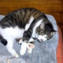 제이제이펫 | 고양이담요로 고양이발톱깎기 스트레스 줄였어요