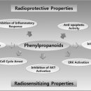 Re: terpene 중 phenylpropanoids의 방사선치료 보호효과 nature 논문 이미지