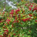 백봉령 농장 이미지