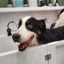 더독그루머스 이미지