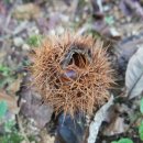 개멋진날 이미지