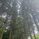 [여행] 보성 대한다원 녹차밭, 벌교 태백산맥 문학관 여행후기