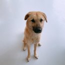 같이놀레오 | [울산 산하동 / 반려견 데이케어 &amp; 호텔 같이놀레오 추천]