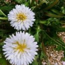 우리민들레약국 이미지