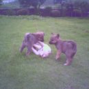 똥강아지 이미지