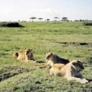 세렝게티 이미지