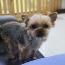 쪼쪼애견 이미지