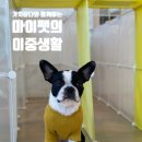 담다펫