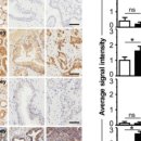 전립상회 이미지