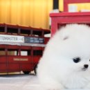 도그스퀘어 이미지