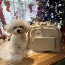 탑애견 강아지 고양이 대전점 | 카무라라 강아지이동가방 추천, 애견 백팩 고양이 캐리어 배낭 펫 fufu 가방