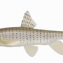 강변횟집 이미지