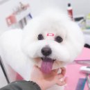 귀욤하개 이미지