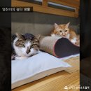 영진건강원 - 제천시 용두천로 73-3 | 영진건강원