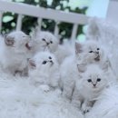 행복한이야기 이미지