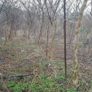여주-0344 Daum카페