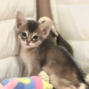 대구 고양이분양 캣갤러리 | 양양고양이분양 실패 없이 찾으려면? 도레미캣이 힌트 드릴게요!