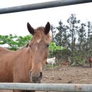 오케이승마장 이미지