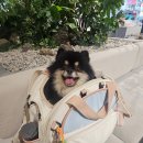 정원카클리닉 이미지