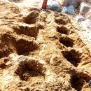 아내의 텃밭 이미지