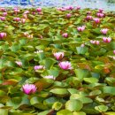 송이테마공원 주차장 이미지