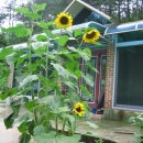 해바라기 애견 이미지