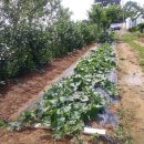 창석농장 이미지