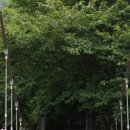 구갈레스피아_M 이미지