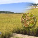 전북 대표 쌀' 신동진 퇴출작전은 왜 실패했나? 이미지