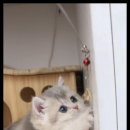 하얀강아지&고양이 이미지