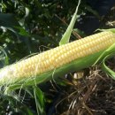 초당축산 이미지