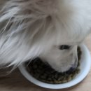 찹찹 펫푸드 이미지