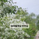 송파둘레길(탄천구간) | 송파둘레길 탄천길(이팝나무길) 2025.05.05