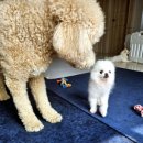 숲속댕토리애견유치원 이미지