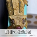 디케이지렙타일