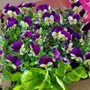 서울농약사 이미지