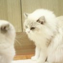 랙돌캐터리올리비아 이미지