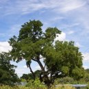 영천 약남리 회화나무 이미지