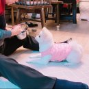 강아지겨울옷 장만! 양털후리스 개타고니아 개따듯(by.허니수니)