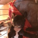 Jena house 이미지