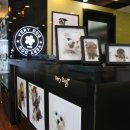 남지애견샵 이미지