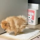 배변의기술 | 흡수력좋은 강아지 배변패드 루쎄테라 도너패드 사용후기