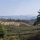 녹차밭약수터 이미지